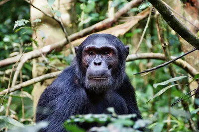 Восстание обезьян: в Уганде шимпанзе объявили людям войну - Відкритий ліс