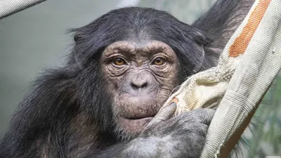 Шимпанзе с копьём. Обезьяна вновь начала превращаться в человека? | Наука |  Общество | Аргументы и Факты