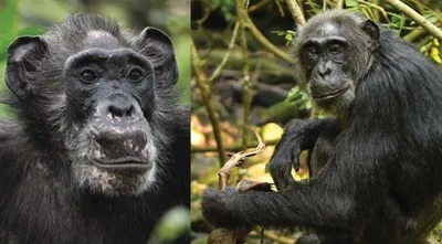 Дом престарелых шимпанзе – Наука