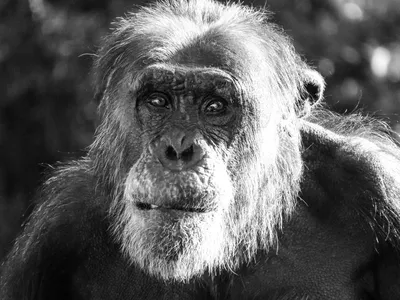 Как устроена империя шимпанзе: рассказывают создатели фильма Discoverу -  Афиша Daily
