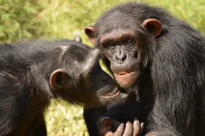 Шимпанзе забрались на холмы для разведки. Это помогло им понять, как далеко  находятся соперники