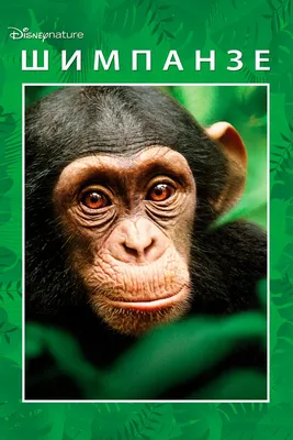 15,763 шимпанзе стоковые фото – бесплатные и стоковые фото RF от Dreamstime