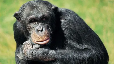 Подростки шимпанзе терпеливее человеческих, но тоже склонны к риску |  Природа | ERR