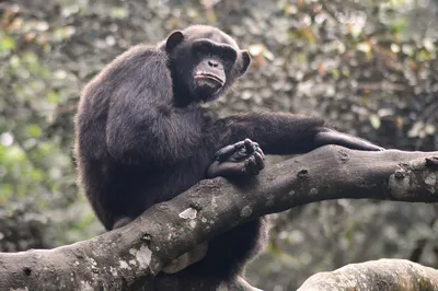 Бельгийке запретили посещать зоопарк из-за романа с шимпанзе - 21.08.2021,  Sputnik Армения