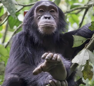 Common chimpanzee (Pan troglodytes) - Shadows Of Africa