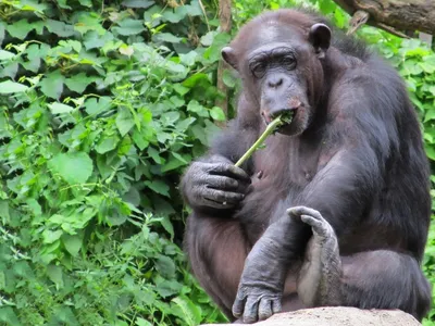 В Швеции после необходимости убить шимпанзе потребовали проверить зоопарки  | ИА Красная Весна
