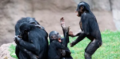 У диких шимпанзе обнаружили менопаузу. Ранее считалось, что она характерна  только для людей и некоторых зубатых китов