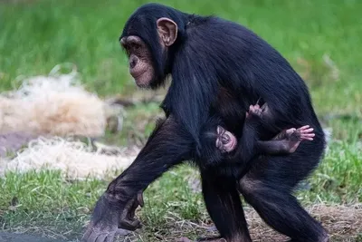 Поразительные факты о шимпанзе, которые доказывают их родство с людьми -  РИА Новости, 30.04.2019