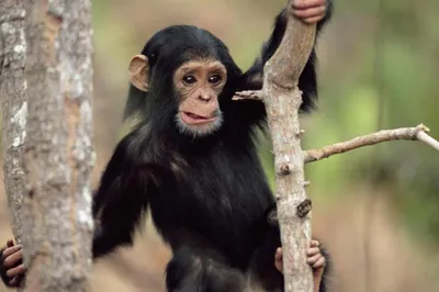 Впервые увидела небо: реакция лабораторной шимпанзе растрогала  пользователей соцсетей: 02 июля 2023, 07:32 - новости на Tengrinews.kz