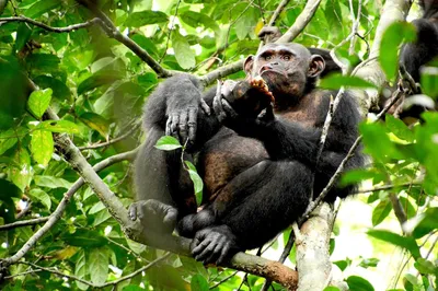 Самый старый шимпанзе умер на 72-м году жизни | ИА Красная Весна