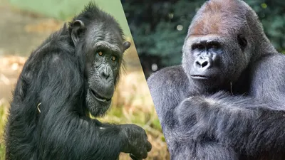 Ребенок родился от шимпанзе в Анголе - ученые поставили факт под сомнение |  Стайлер