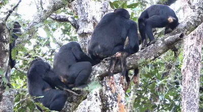Максимально близко к восстанию обезьян: в Уганде шимпанзе объявили войну  людям