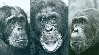 Шимпанзе, 2012 — описание, интересные факты — Кинопоиск