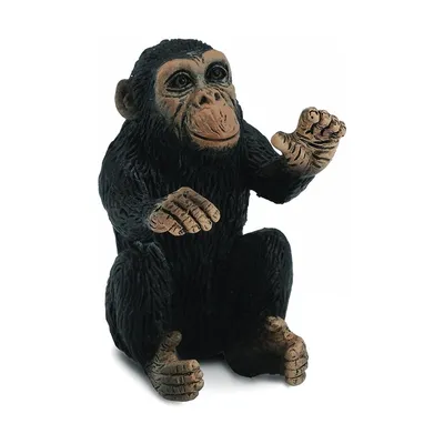 Обезьяна Шимпанзе Примат - Бесплатное фото на Pixabay - Pixabay