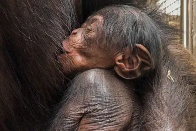 Самое умное животное шимпанзе - 72 фото