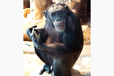 шимпанзе стоковое изображение. изображение насчитывающей обезьяна - 6092147