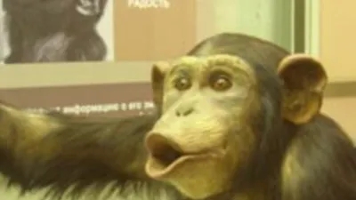 Рацион саванных шимпанзе оказался более жестким - Индикатор