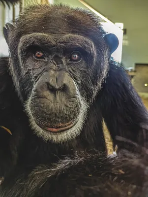 Человек: между мирным бонобо и воинственным шимпанзе?