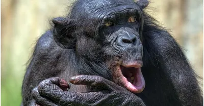 76 716 рез. по запросу «Шимпанзе» — изображения, стоковые фотографии,  трехмерные объекты и векторная графика | Shutterstock