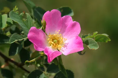 File:Шиповник в Белгороде crop.jpg - Wikimedia Commons