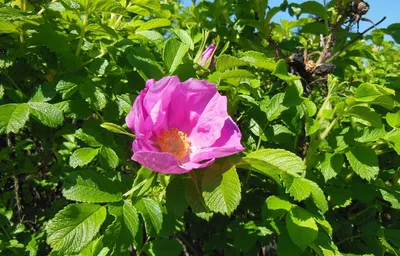 Шиповник - дикая роза в горах и саду • Alpagama