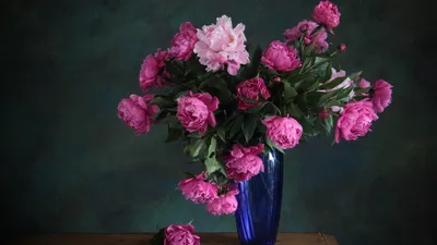 Картинка Фиолетовые тюльпаны HD фото, обои для рабочего стола