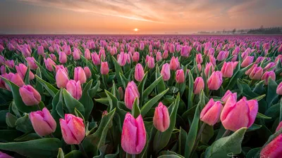 Download wallpaper field, Rosa, Spring, morning, tulips, Netherlands,  section flowers in resolution 1920x1080