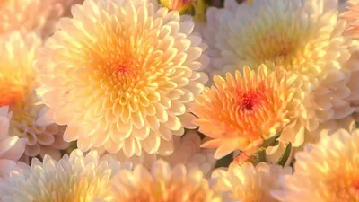 Весенние цветы | Обои 1366x768 на рабочий стол