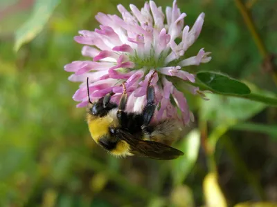 Злая В Виде Шмеля — стоковые фотографии и другие картинки Пчела - Пчела,  Шмель, Крупный план - iStock