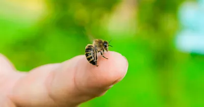 Foto Stock Лето, насекомые, настоящие пчелы, шмель, полет, полет шмеля,  макро, растения, флора, фауна, цветок, цветение, пыльца | Adobe Stock
