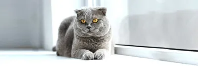 Шотландская кошка (вислоухая и прямоухая) - описание породы кошек:  характер, особенности поведения, размер, отзывы и фото - Питомцы Mail.ru