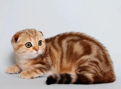 Шотландская вислоухая кошка: фото, характер, описание породы