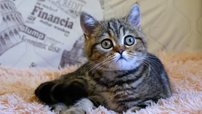Шотландская вислоухая кошка (Скоттиш-фолд): фото, характер породы, окрасы |  WHISKAS®