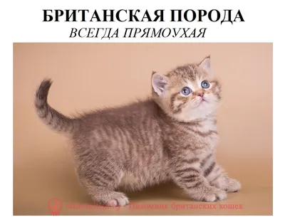 Британские и шотландские котята, коты и кошки – купить с рук, город Москва
