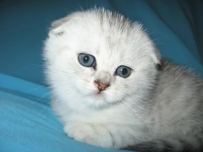 Купить журнал Шотландские кошки (Кошки.info) в интернет магазине c  доставкой по всей России