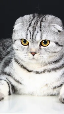 Шотландская вислоухая кошка: характер, описание породы скоттиш-фолд