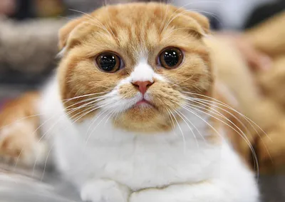 Шотландская вислоухая кошка | Коты и Кошатники Вики | Fandom