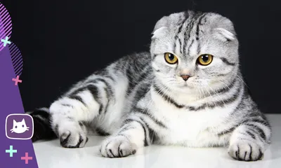 Обои шотландская вислоухая, кошка, котенок, серый, шерсть, милый, животное,  питомец, Sco… | Кот ангорский, Шотландская вислоухая кошка, Шотландские  вислоухие котята