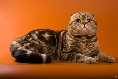 Остеохондродисплазия шотланских вислоухих кошек - статьи о ветеринарии  «Свой Доктор»
