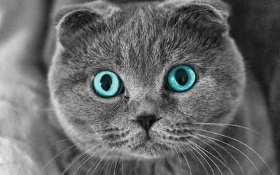 Фото шотландских вислоухих котят помет \"В\" Кугуарлэнд » Kuguarlend