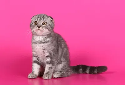 Костнохрящевая остеохондродисплазия шотландских кошек - YouTube