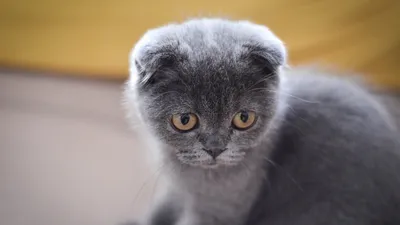 IntenSity - питомник кошек в Санкт-Петербурге