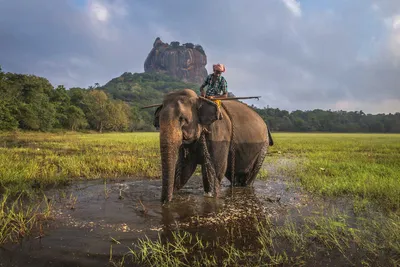 Такая удивительная Шри-Ланка: путешествие на 3 дня 🧭 цена экскурсии €745,  отзывы, расписание экскурсий в Коломбо