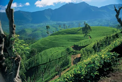 Шри-Ланка | Green Voyages