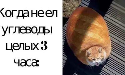 Мемы про еду | Mem | Дзен