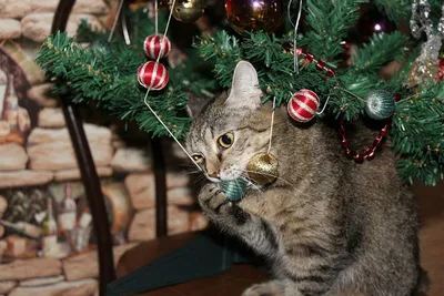 Смешные фотографии домашних животных у новогодней елки - 27 декабря 2020 -  НГС.ру