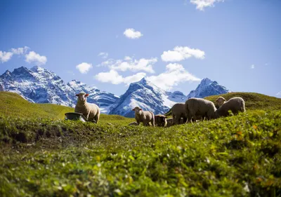 Швейцарские Альпы (57 фото) - 57 фото