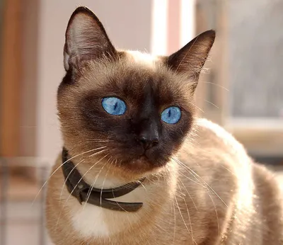 Сиамская кошка: описание породы, характер и уход - Лайфхакер