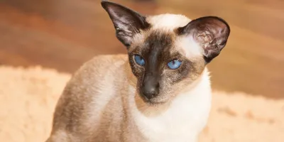 Сиамский кот: история породы, характер и стандарт внешности – фото