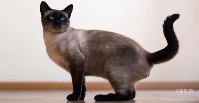 Сиамская кошка: все о характере Сиамских котов и кошек | Блог зоомагазина  Zootovary.com